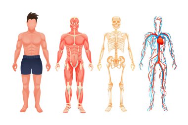 İnsan vücut anatomisi adam görsel şema sistemi