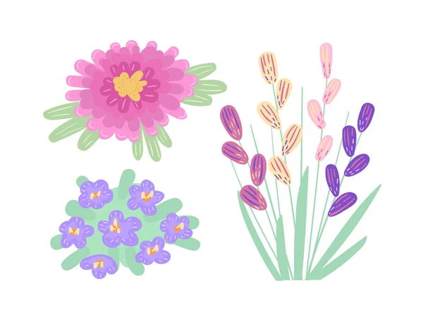 Zomer bloeiende planten, bloemen. Veld Aster, kamille en Bacopa. — Stockvector