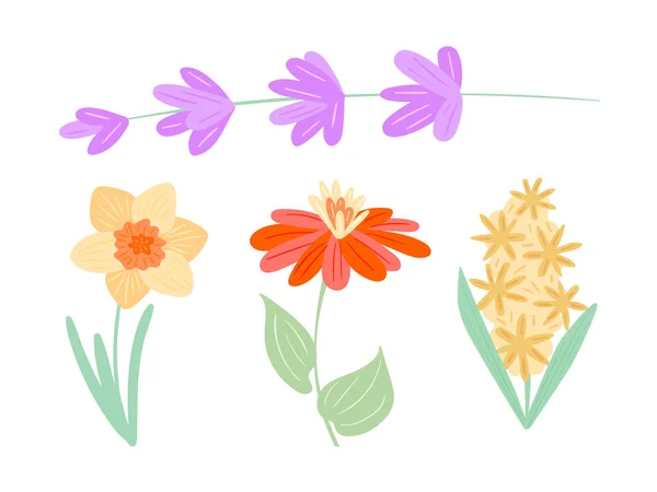 Zomer bloeiende planten, bloemen. Veld tsiniya, Eustoma, hyacinten, narcissen. — Stockvector
