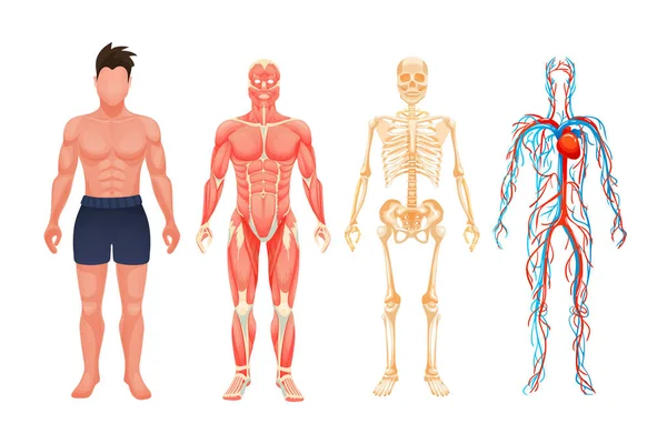 Human body anatomy man visual scheme system — Stock Vector