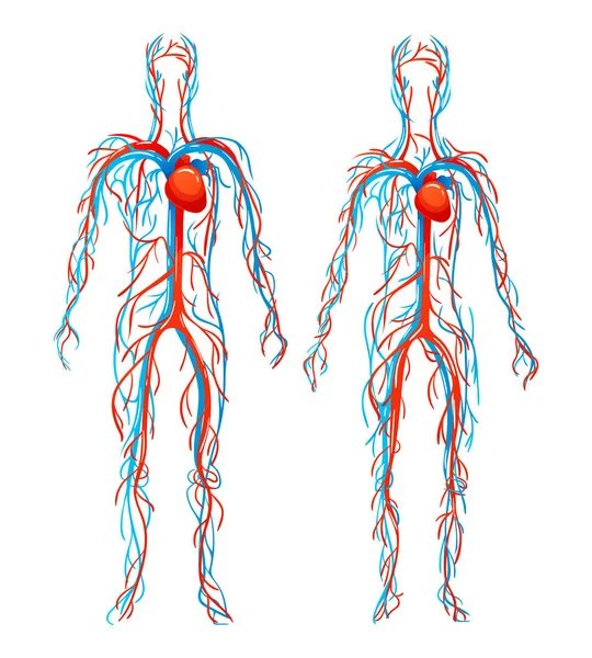 Anatomische Struktur des menschlichen Körpers. Blutgefäße mit Arterien, Venen. — Stockvektor