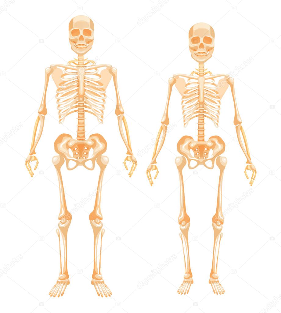 Human Skeletal System Man And Woman Female And Male Human Body Detailed Biological System Of The Human Body In Full Growth Vector Cartoon Illustration Premium Vector In Adobe Illustrator Ai