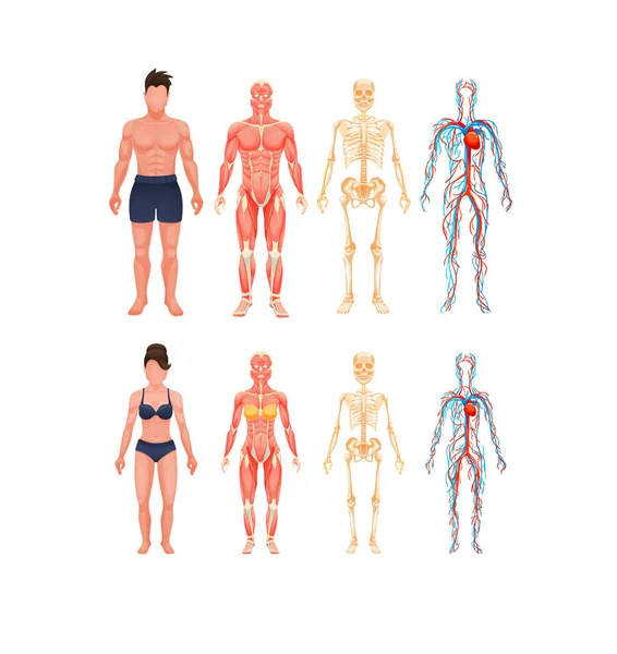 İnsan vücut anatomisi erkek ve kadın vektör