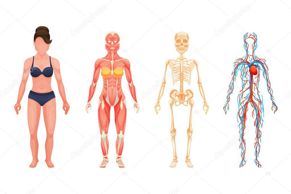 Anatomical structure of body of person, woman body.