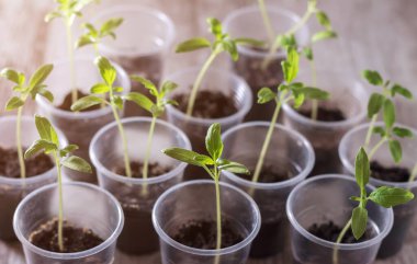 Domates filizlenen plastik bardaklar. Genç ve taze domates bitkilerinin yakın çekimi.