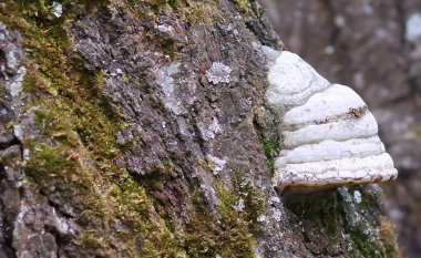 Huş ağacı mantarı Chaga. Metin için yer.