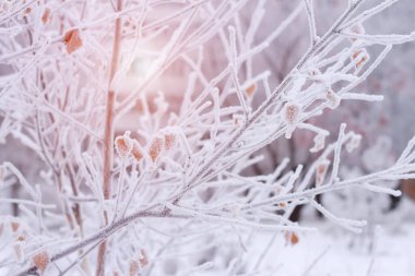 Sonbahar parkındaki ilk don. Kasım 'ın erken saatlerinde. Ağaç ayazında dallar ve yapraklar. Güzel bir kış geçmişi var. Noel duvar kağıdı, kartpostal, kapak, afiş. Resim çerçevelenmiş. Soğuk orman geçmişi. Boşluğu kopyala.