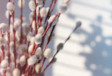 Batan güneşin ışınlarında söğüt dalları ve Paskalya için pencerelerinde onlardan bir gölge. Kart. Görüntü. Koruyun. Metin için yer