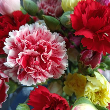 Anneler Günü, 8 Mart, doğum günü için bir demet çok renkli karanfil..