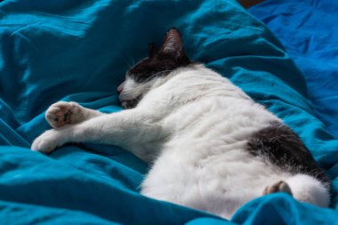 Brazen kedisi turkuaz çarşaflar içinde yatakta uyuyor. Siyah beyaz kedi. Kedilerin hayatı. Cat evde yaşıyor..