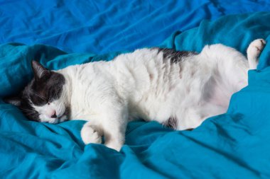 Brazen kedisi turkuaz çarşaflar içinde yatakta uyuyor. Siyah beyaz mutlu kedi. Kedilerin hayatı. Cat evde yaşıyor..