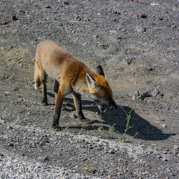 Zorro Rojo Salvaje Busca Comida Pie Del Monte Etna Tierra — Foto de Stock