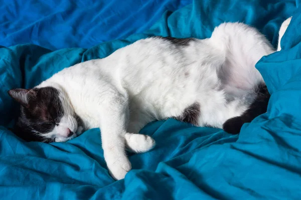 Brazen kedisi turkuaz çarşaflar içinde yatakta uyuyor. Siyah beyaz mutlu kedi. Kedilerin hayatı. Cat evde yaşıyor..