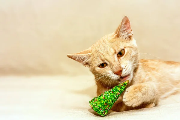 Vtipná Zrzavá Kočka Kousne Jedlý Zelený Vánoční Stromek Nový Rok — Stock fotografie