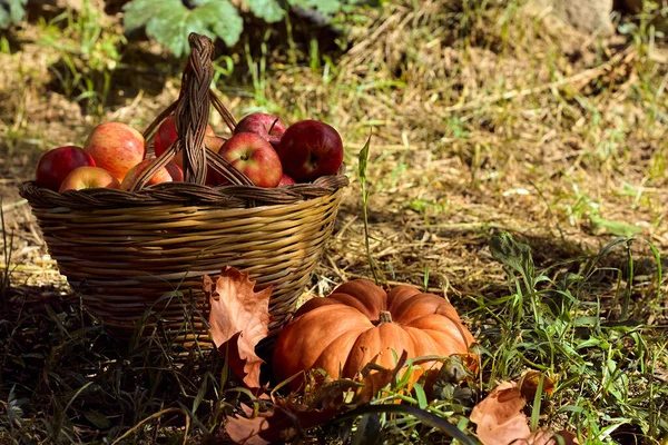 Dýně Košík Jablky Javorovými Listy Zahradě Den Díkůvzdání Halloweenská Pohlednice — Stock fotografie