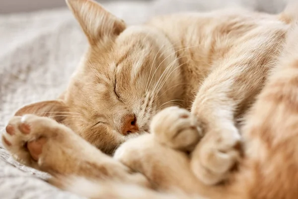 Retrato Close Gato Bonito Pele Gengibre Jovem Fundo Branco Gatinho — Fotografia de Stock