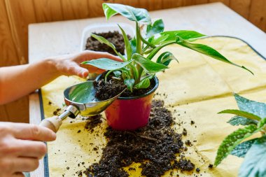 Tırmanan Philodendron Beyaz Prenses 'in bitkisinin geri dönüşümü. Kapalı alanda bahçıvanlık. Hobi.
