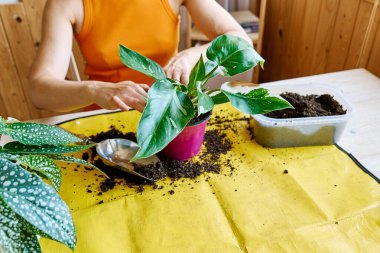 Tırmanan Philodendron Beyaz Prenses 'in bitkisinin geri dönüşümü. Kapalı alanda bahçıvanlık. Hobi.