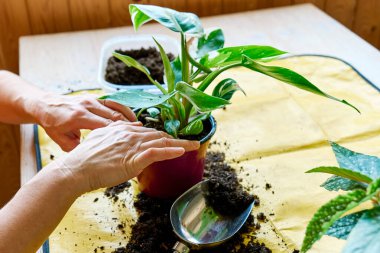 Tırmanan Philodendron Beyaz Prenses 'in bitkisinin geri dönüşümü. Kapalı alanda bahçıvanlık. Hobi.