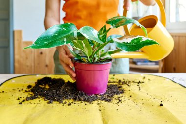 Tırmanan Philodendron Beyaz Prenses 'in bitkisinin geri dönüşümü. Kapalı alanda bahçıvanlık. Hobi.