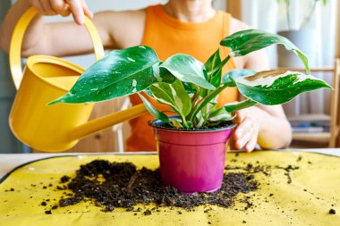 Tırmanan Philodendron Beyaz Prenses 'in bitkisinin geri dönüşümü. Kapalı alanda bahçıvanlık. Hobi.