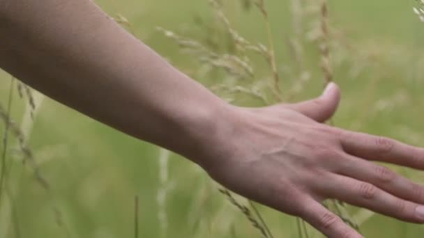 食欲の秋 チェックの農場労働者のクローズ アップで作物に触れる農家の手 — ストック動画