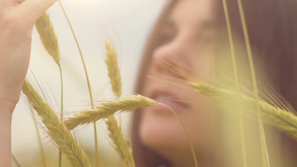 Woman Hand Caresses Wheat Crops Divine Sun Light Beautiful Brunette — Stock Video