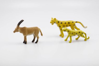 Çitalar vahşi doğada geyik avlar.