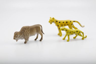 2 çita bizon avlıyor.