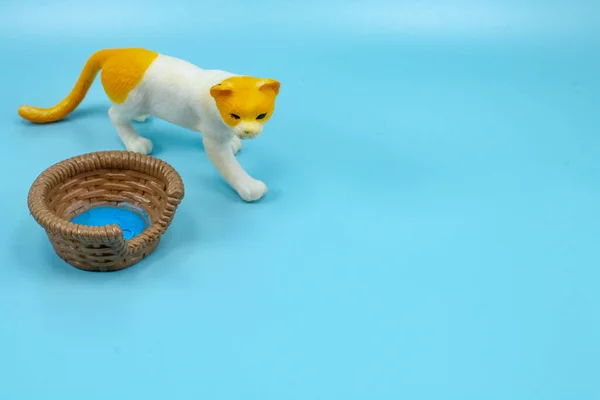 Кота Гуляющего Дворе — стоковое фото
