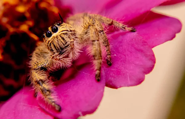 Spiders Play Red Flowers — Stock Photo, Image