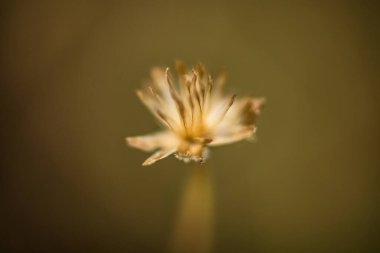 Çayırdaki güzel çimen çiçekleri