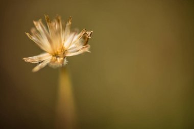 Çayırdaki güzel çimen çiçekleri