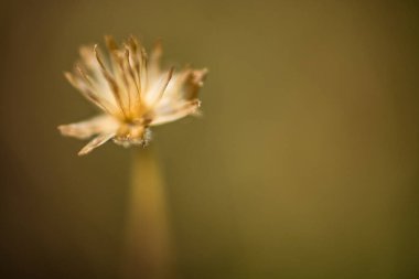 Çayırdaki güzel çimen çiçekleri
