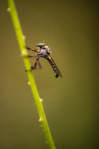 Serangga Bertengger Batang Rumput — Stok Foto