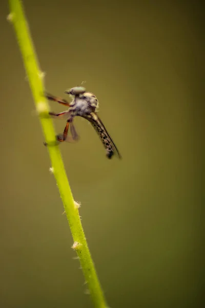 Insecten Grashalmen — Stockfoto