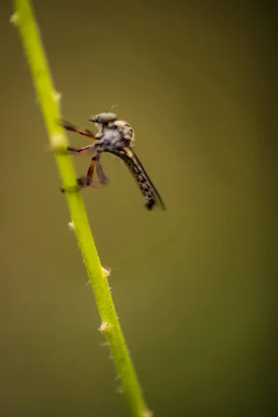 Insectes Perchés Sur Les Tiges Herbe — Photo