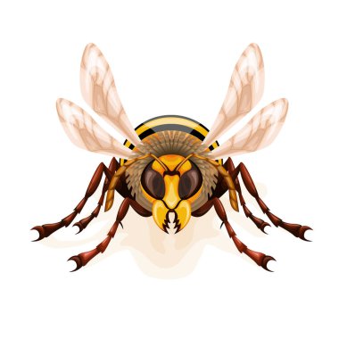 Beyaz bir arka planda, tam suratlı bir eşekarısının vektör görüntüsü. EPS