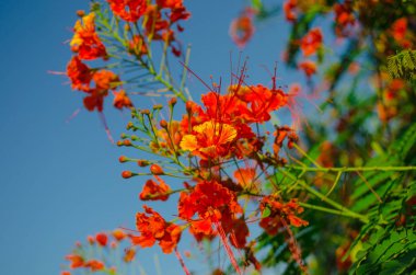 tavus kuşu çiçek mavi zemin üzerine