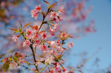 Yabani Himalaya kiraz ağacı yakın çekim