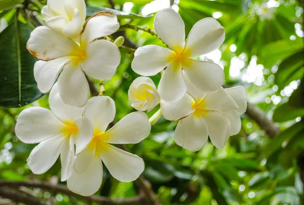 Beyaz plumeria çiçek yeşil arka plana sahip
