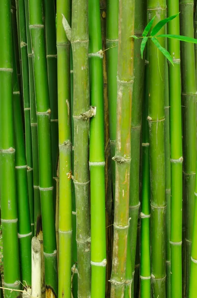 background of bamboo tree