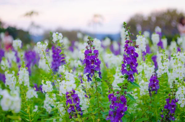 beyaz ve mor ada çayı çiçek alanı