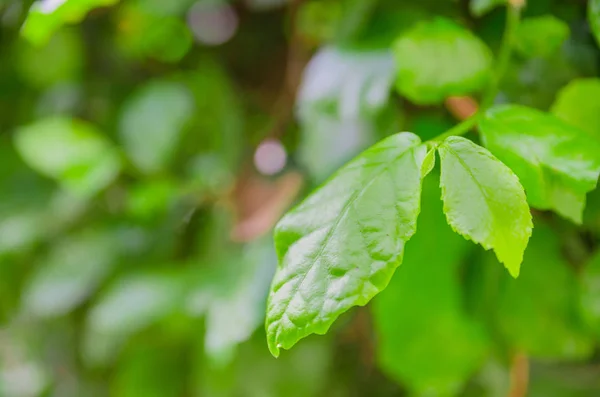 Streblus asper yakın çekim