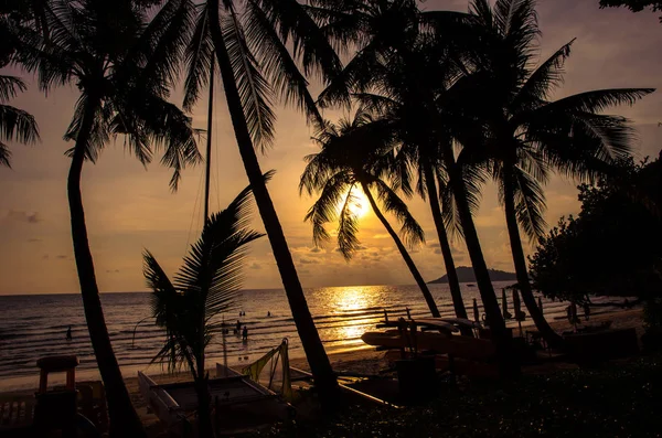 siluet sunset Beach Hindistan cevizi ağaçları ile
