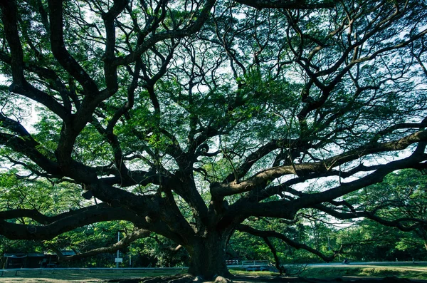 Yağmur altında ağaç Kanchanaburi, Tayland, Thailand, karanlık ışık ile