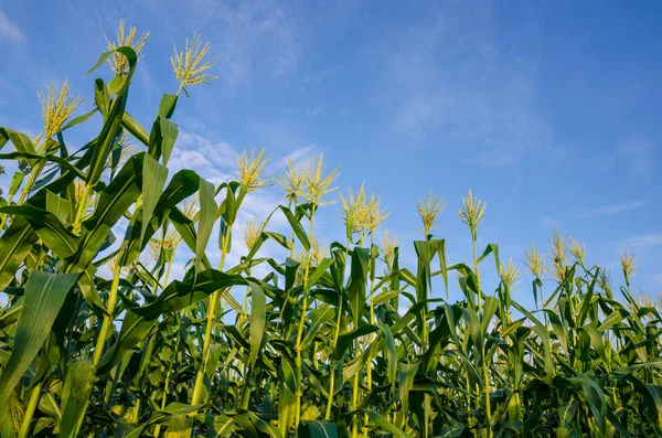 Zöld Kukorica Mezőket Kék Sky Stock Fotó