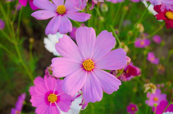 Cabeza Flores Cosmos — Foto de Stock