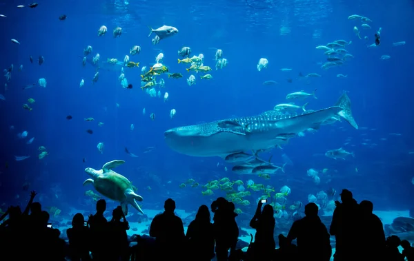 Silhouet Mensen Groot Aquarium Stockafbeelding