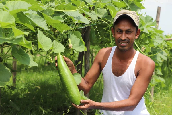 Happy asian farmer holding well grown vegetable (bottle gourd) in his hand with smile on his face at a rural farmland